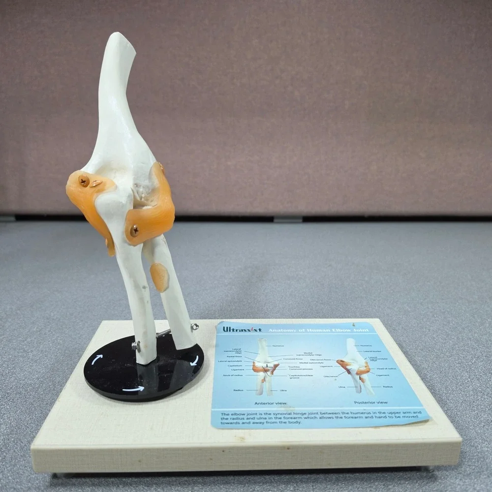Ultrassist Human Elbow Joint Anatomy Model Life Size‎ White Excellent Ligaments